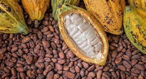 Eu Threatens To Ban Cocoa From Ghana As Galamsey Degrades Forest Lands