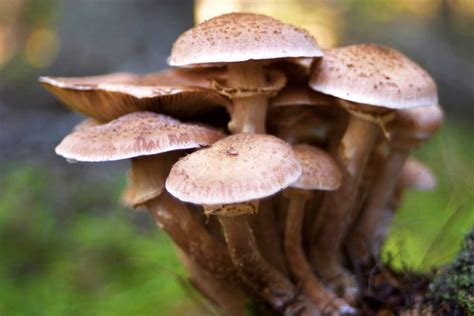 How To Identify Wild Psilocybin Mushrooms Hunker