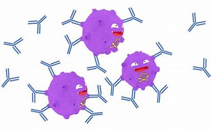 Immune System Antibodies Overview Science Fighting Infections