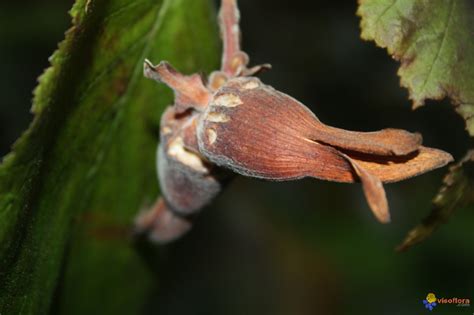 Vous constatez que les branches d'un arbre dépassent sur votre propriété, sachez qu'avant de les couper mais la loi a prévu que « celui, sur la propriété duquel avancent les branches des arbres, arbustes et arbrisseaux du voisin les fruits tombés naturellement des branches vous appartiennent. Photo : noisette
