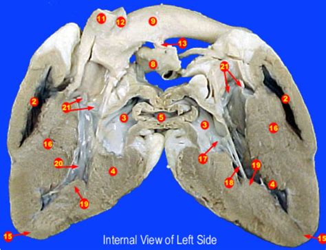 Sheep Heart Internal Anatomy Diagram Quizlet