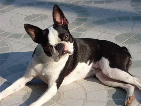 Boston Terrier Dog Breed Information Pictures And More