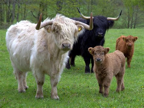 6 Things You Need To Know About The Highland Cow