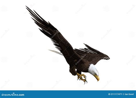 Bald Eagle Diving To Catch Fish 3d Illustration Isolated On White