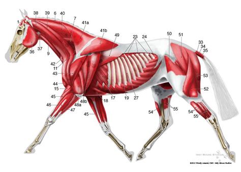 Equine Superficial Musculature Anatomy Chart Muscle Anatomy Horse