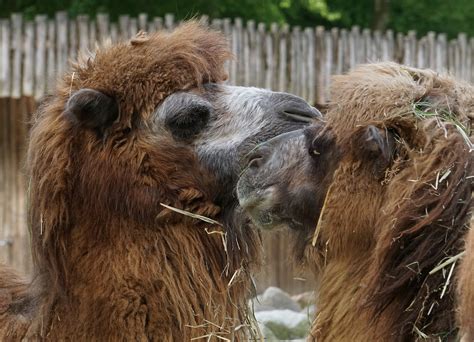 Trampeltier Kamel Foto And Bild Münster Zoo Tiere Bilder Auf