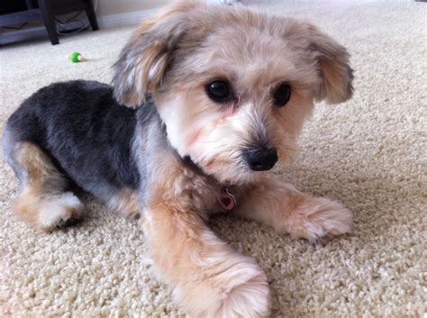Puppy paws salon and spa. My 1 year old Morkie after his summer cut! - Yelp