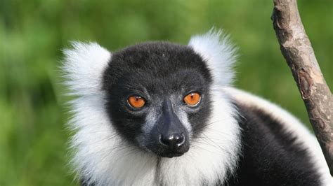 Madagascar Safari Wildlife Highlights Safari Consultants