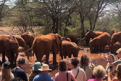 Nairobi Nairobi National Park And Elephant Orphanage Tour In Kenya