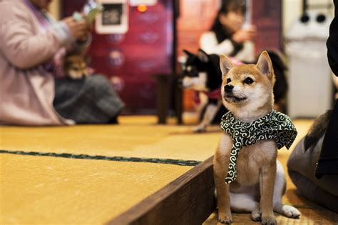 The staff members are super friendly to animals and to humans and the decoration is stunning. 豆柴カフェ大阪店 | 遊ぶ | 道頓堀商店会