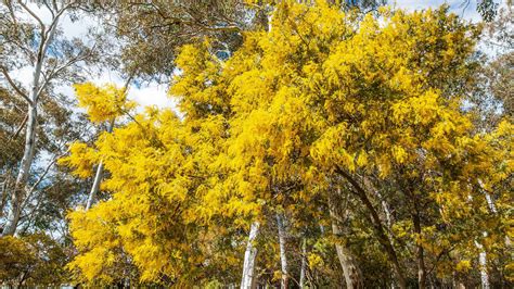 Discover The National Flower Of Australia The Golden Wattle Az Animals