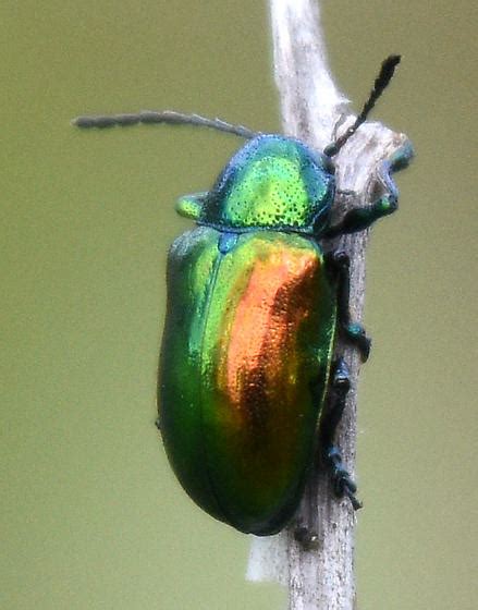 Flea Beetle Chrysochus Auratus Bugguidenet