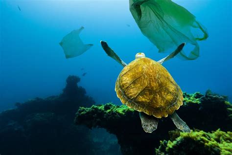 Biggest Ever Ocean Clean Up Recovers Over 100 Tons Of Plastic Trash And