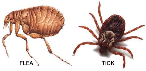 Diseases Spread To Animals By Fleas And Ticks Hubpages