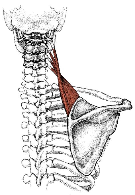 Shoulder Muscle Causes Pain In Upper Back And Neck Simple Back Pain