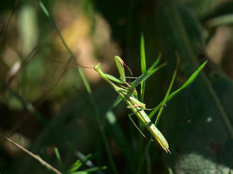 Europäische Gottesanbeterin Mantis Religiosa Mante Rel Flickr