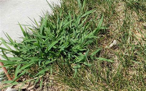 Summer Grassy Weed Identification Grass Pad