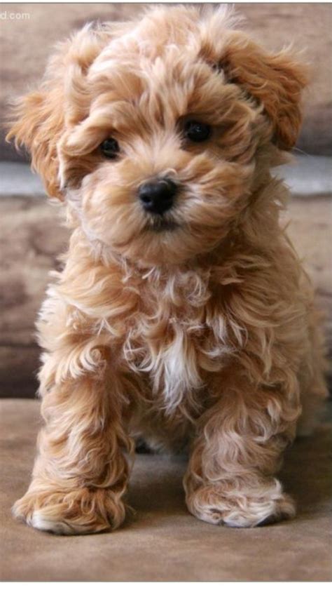 The 25 Best Maltipoo Puppies Ideas On Pinterest Maltipoo Dog Toy