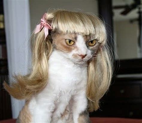 A Funny Gallery Of Cats Wearing Wigs