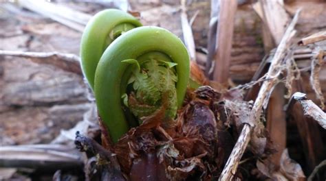 Edible Wild Food Blog How To Harvest Fiddleheads