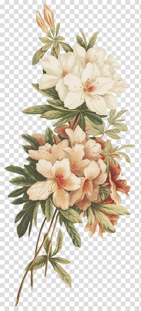 Flores Vintage White And Pink Flowers Transparent Background Png Clipart Vintage Flower