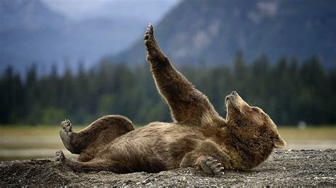 Hd Wallpaper Alaska Wild Animal Bear Cute Grizzly Sweet Enjoy