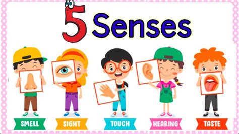 Sense Organs Five Senses Our Senses Sense Organs Name Sense