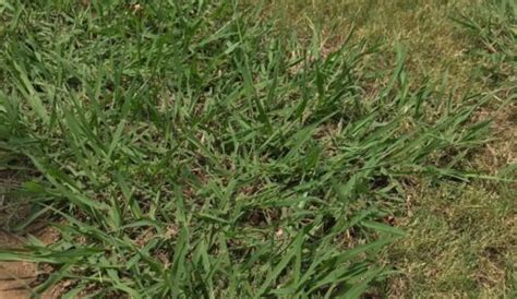 Weed Control Service Near Me Weedex Lawn Care