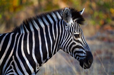 Animal Zebra Hd Wallpaper