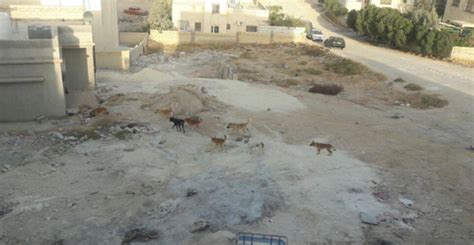 بالصور الزرقاء مواطنون يشكون من انتشار الكلاب الضالة في الزواهرة الأردن اليوم وكالة