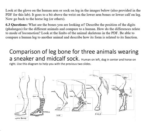 Horse Leg Bones Diagram 3 Finally There Is The Large Modern Horse