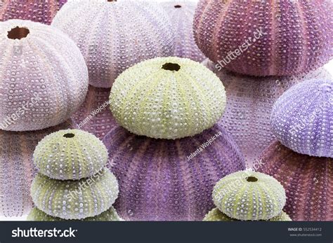 Group Sea Shells Sea Urchin Echinoidea Stock Photo 552534412 Shutterstock