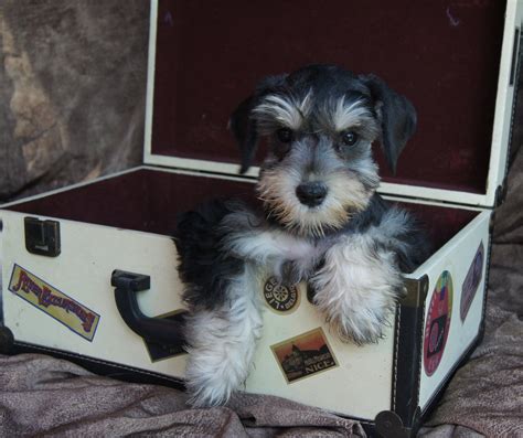 Life threatening condition at time of sale. Miniature Schnauzer Puppies for sale Black and Silver ...