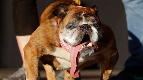 Worlds Ugliest Dog Zsa Zsa Dies Two Weeks After Winning Title Abc News