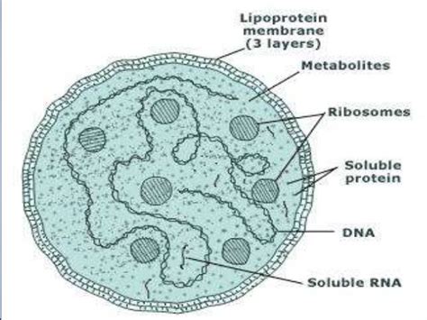 Structure Of Mycobacterium Leprae Mycoplasma Learning Poster Biology