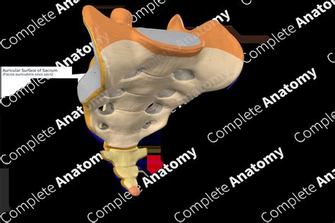 Auricular Surface Of Sacrum Complete Anatomy