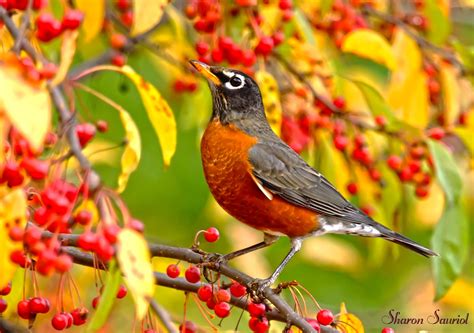 North American Robin Birds And Blooms