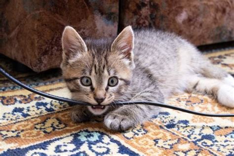 How To Prevent A Cat From Chewing Electrical Cords All About Cats
