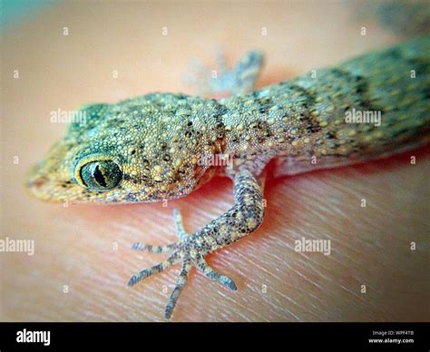 Lizard Skin Hi Res Stock Photography And Images Alamy