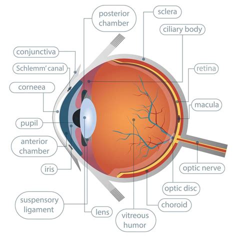 Human Eye Anatomy 1271085 Vector Art At Vecteezy