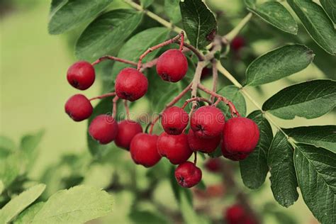Autumn Small Red Wild Ornamental Fruits On Green Trees Stock Image