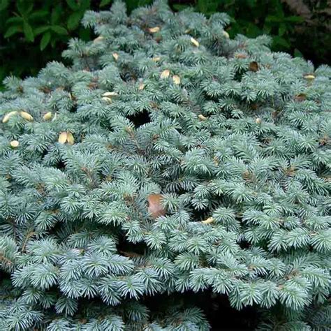 Picea Pungens Glauca Globosa Epicea Ou Sapin Bleu Nain Incontournable