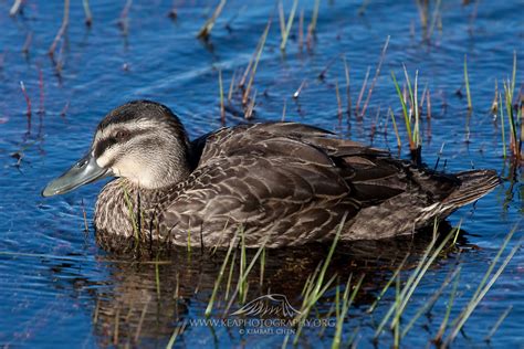 Grey Duck New Zealand Kea Photography
