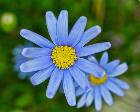 Types Of Blue Flowers Kisvackor Mindennapjai