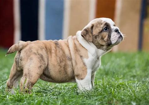Are Old English Bulldogs Born With Tails