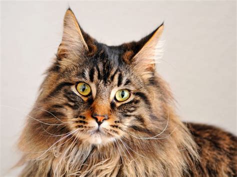 They can weigh up to 18 pounds if male, and 14 if female. Maine Coon Cat Names: Detailed Guidelines, Expert's Advice