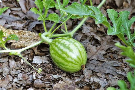 how to grow melons from seed adam s garden of eatin