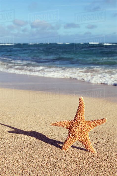 A Starfish Standing Up On The Beach Casting A Shadowhonolulu Oahu