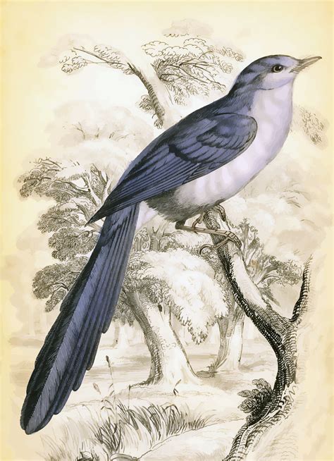 vintage beautiful bird illustration bird illustration branch vector bird