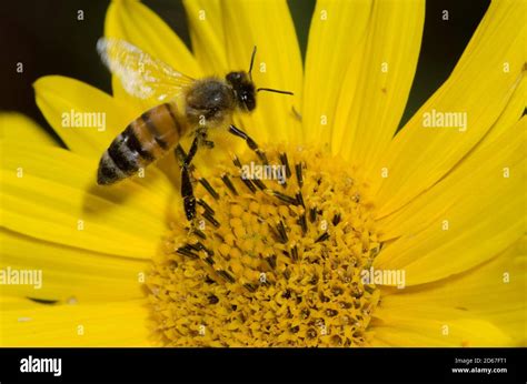 Honey Bee Apis Mellifera Taking Flight After Foraging On Maximilian